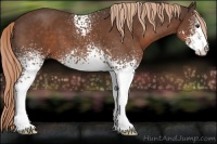 Horse Color:White Spotted Liver Chestnut Sabino