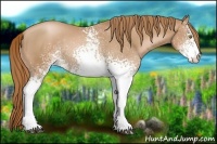 Horse Color:White Spotted Chestnut Pearl Rabicano 