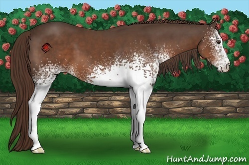 Horse Color:White Spotted Liver Chestnut 