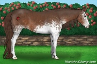Horse Color:White Spotted Liver Chestnut 
