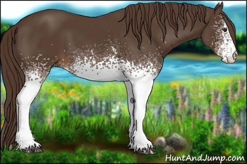 Horse Color:White Spotted Liver Chestnut 