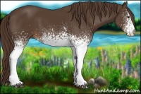 Horse Color:White Spotted Liver Chestnut