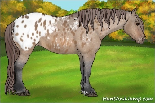 Horse Color:Bay Dun Appaloosa 