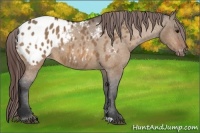 Horse Color:Bay Dun Appaloosa 