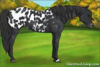 Horse Color:Black Appaloosa 