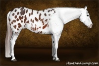 Horse Color:Bay Splash Frame Appaloosa