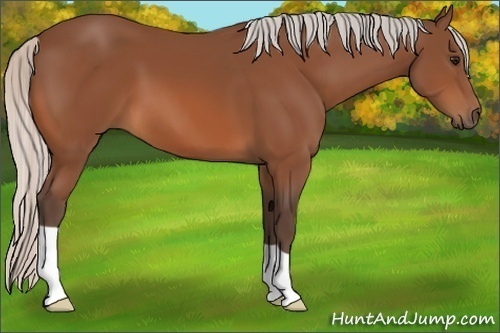 Horse Color:Silver Bay 