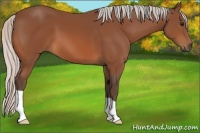 Horse Color:Silver Bay 