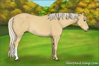 Horse Color:Palomino Rabicano