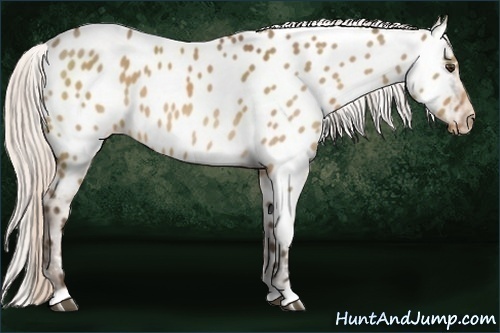 Horse Color:Silver Brown Dun Near Leopard
