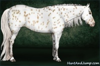 Horse Color:Silver Brown Dun Near Leopard 