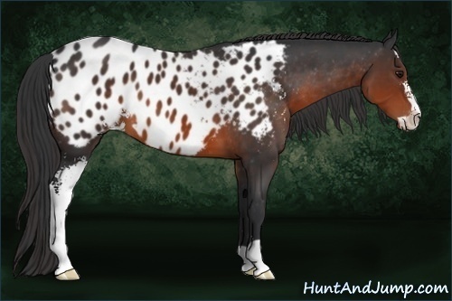 Horse Color:Brown Sabino Appaloosa
