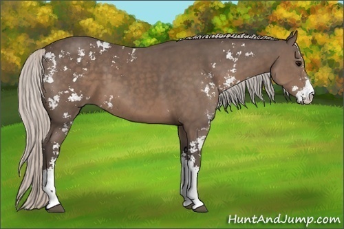 Horse Color:Silver Black Sabino 