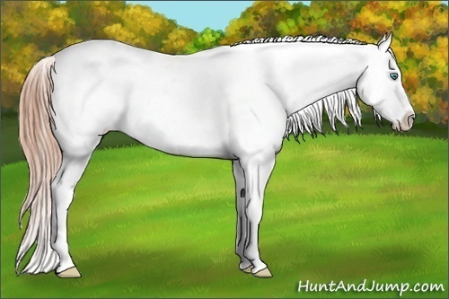 Horse Color:White Spotted Smoky Grullo Pearl Appaloosa 