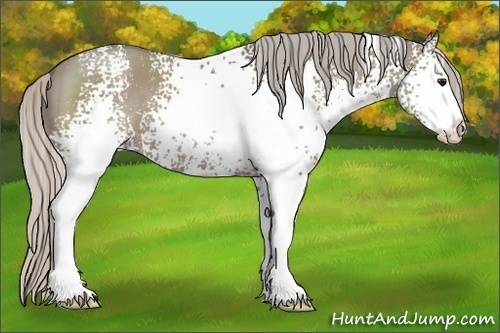 Horse Color:White Spotted Silver Grullo Sabino