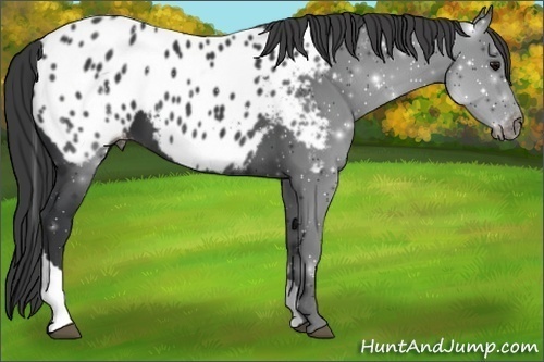 Horse Color:Black Tobiano Appaloosa 