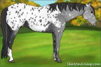 Horse Color:Black Tobiano Near Leopard 