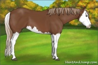 Horse Color:Chestnut Splash 