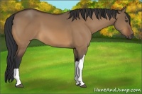 Horse Color:Bay Dun