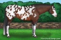 Horse Color:Bay Splash Near Leopard