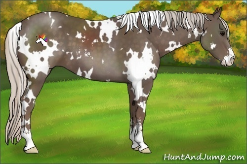 Horse Color:White Spotted Silver Black Sabino 