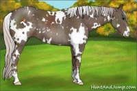 Horse Color:White Spotted Silver Black Sabino 