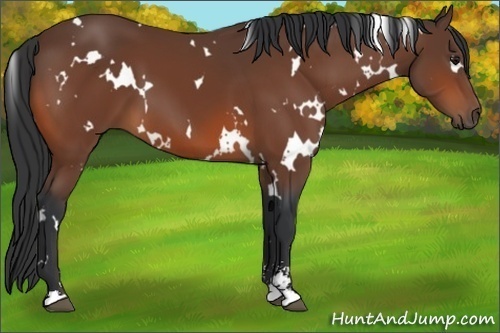 Horse Color:White Spotted Bay Sabino 