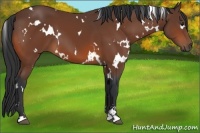 Horse Color:White Spotted Bay Sabino