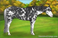 Horse Color:Black Sabino 