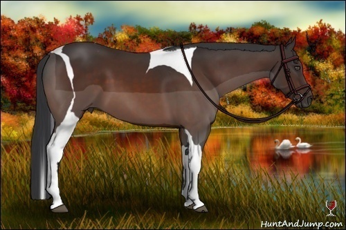 Horse Color:Bay Tobiano