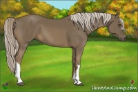 Horse Color:Chocolate Palomino