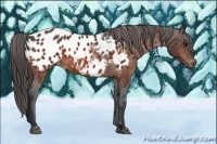 Horse Color:Bay Appaloosa 