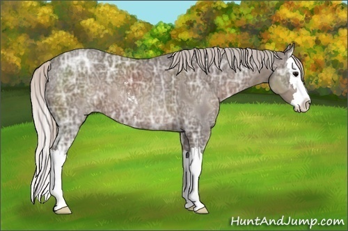 Horse Color:Silver Black Ice Sabino Splash 