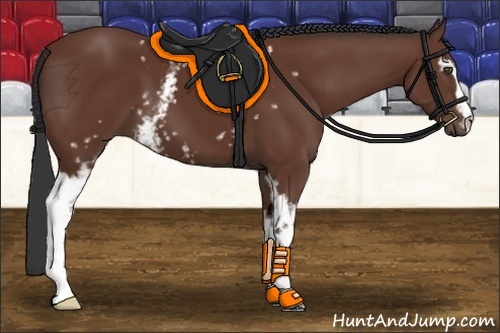 Horse Color:White Spotted Bay 