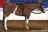 Horse Color:White Spotted Bay 