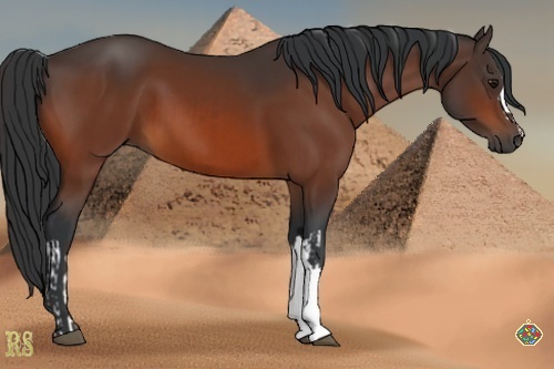 Horse Color:Bay and Bay