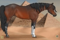 Horse Color:Bay and Bay