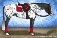 Horse Color:Black Splash Near Leopard Rabicano