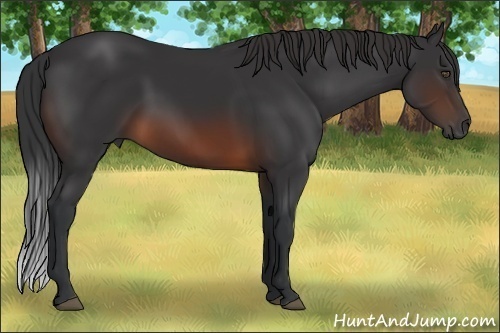 Horse Color:Brown 