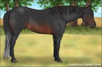 Horse Color:Brown 