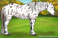 Horse Color:Bay Appaloosa 