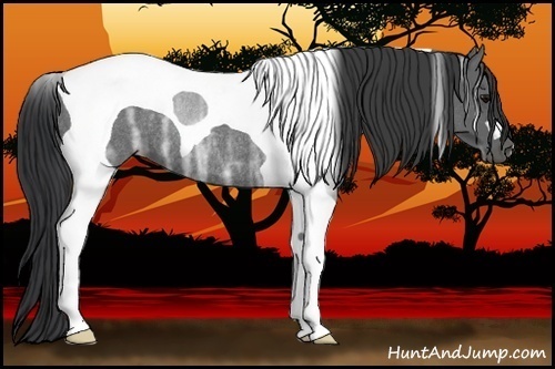 Horse Color:Black Ice Tobiano Rabicano 