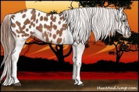 Horse Color:Chestnut Tobiano Blanket Rabicano 