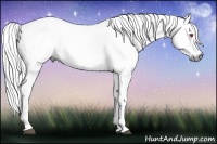 Horse Color:Chestnut Chinchilla Rabicano 