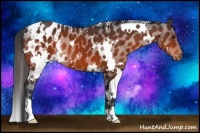 Horse Color:White Spotted Bay Appaloosa