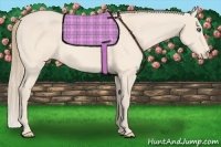 Horse Color:Perlino 