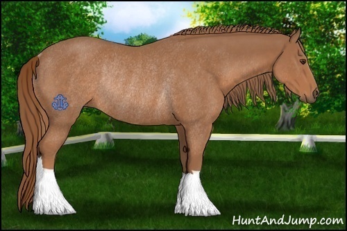 Horse Color:Chestnut Rabicano 