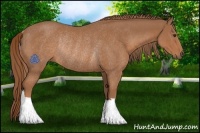 Horse Color:Chestnut Rabicano