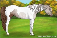 Horse Color:Chestnut Tobiano
