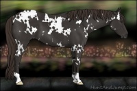 Horse Color:White Spotted Liver Chestnut 